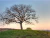 Baum